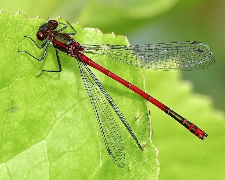 large red damselfly